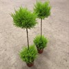 CUPRESSUS 14 CM GOLDCREST WILMA DUOBOLL  1X7